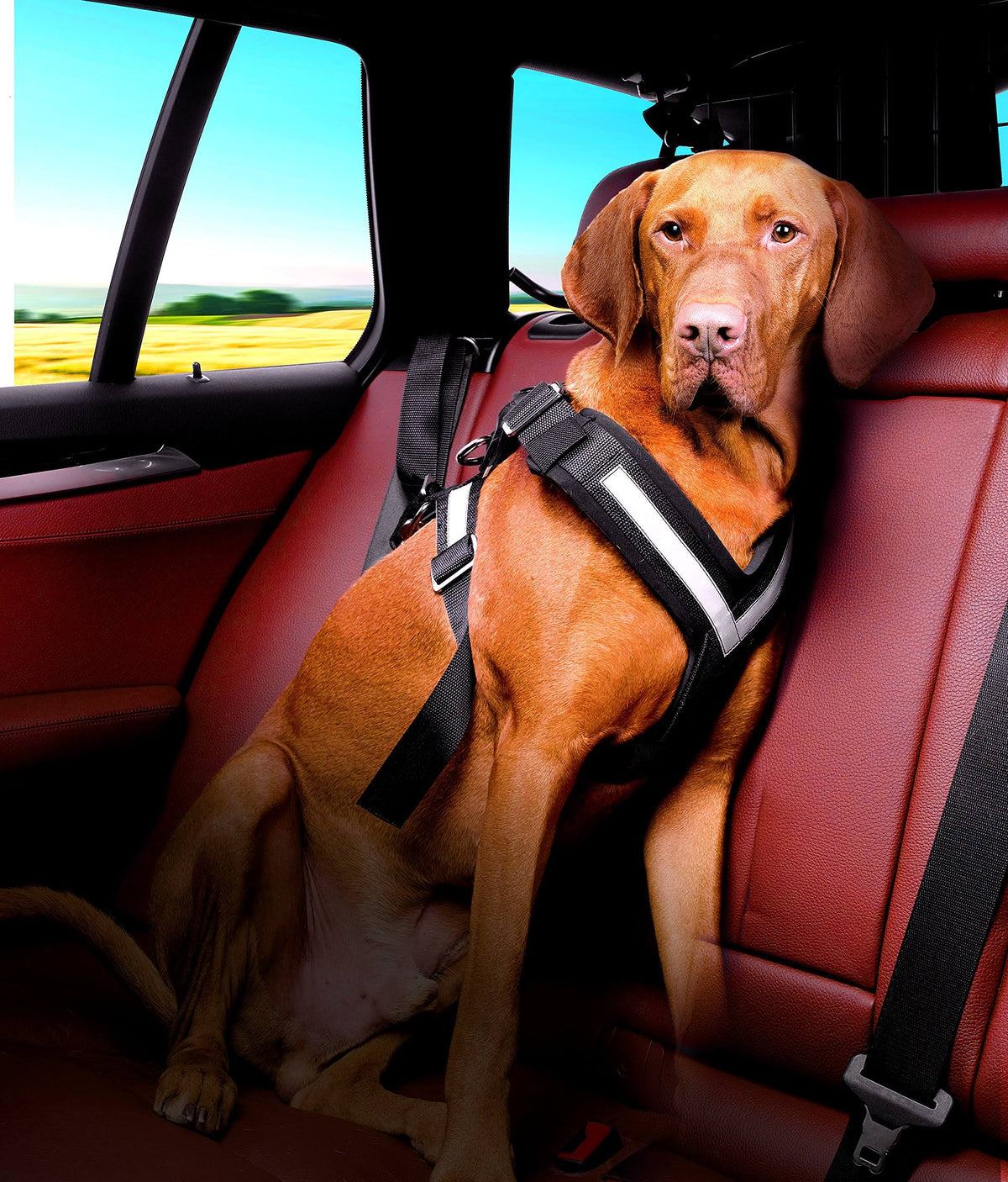 Large Harness E60609
