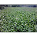 Ladino Clover Seed U977484