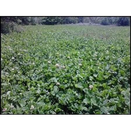 Ladino Clover Seed U977484