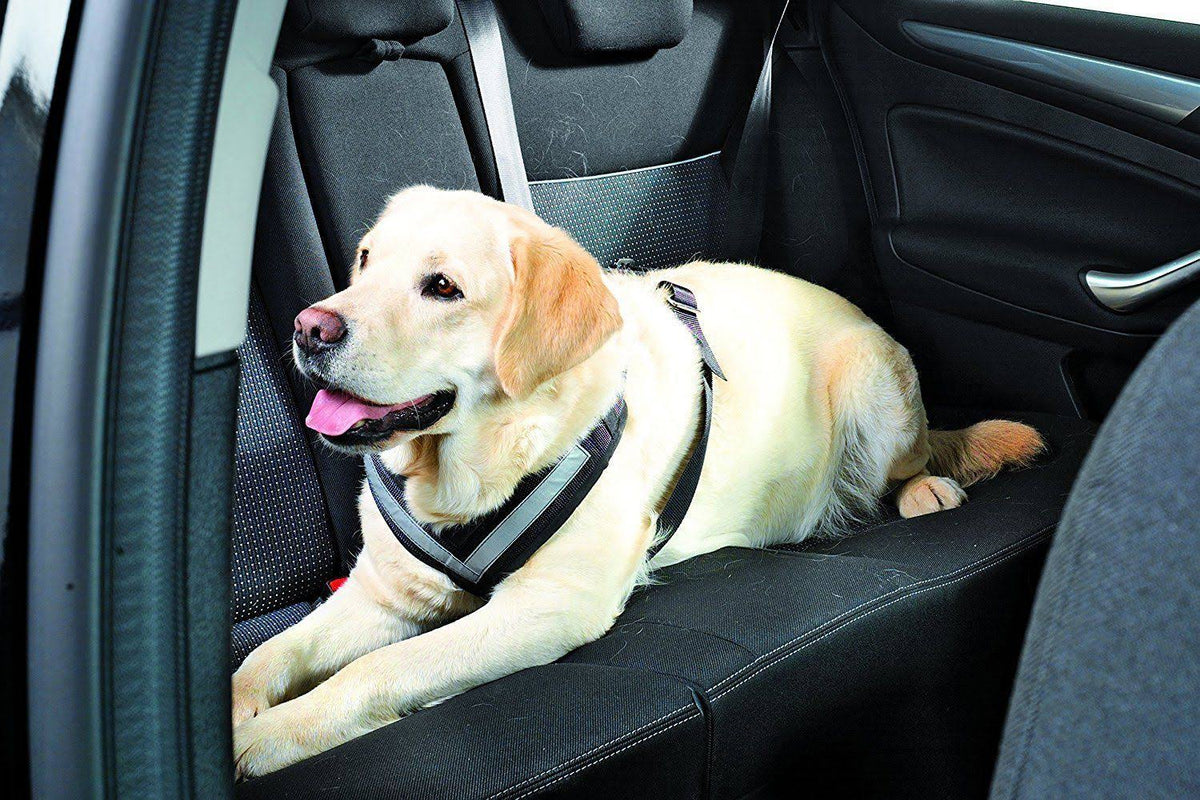Large Harness E60609