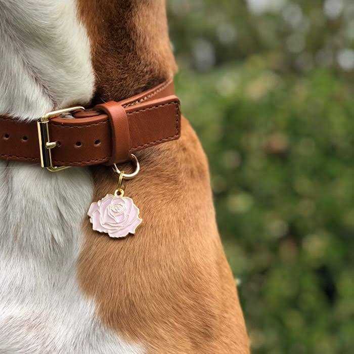 Rose Pet W379