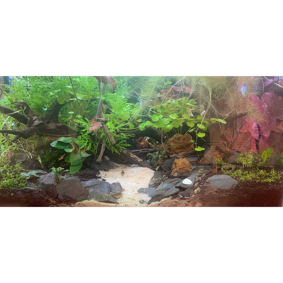 Natural Slate Stone 1 to 3 inch Rocks O238