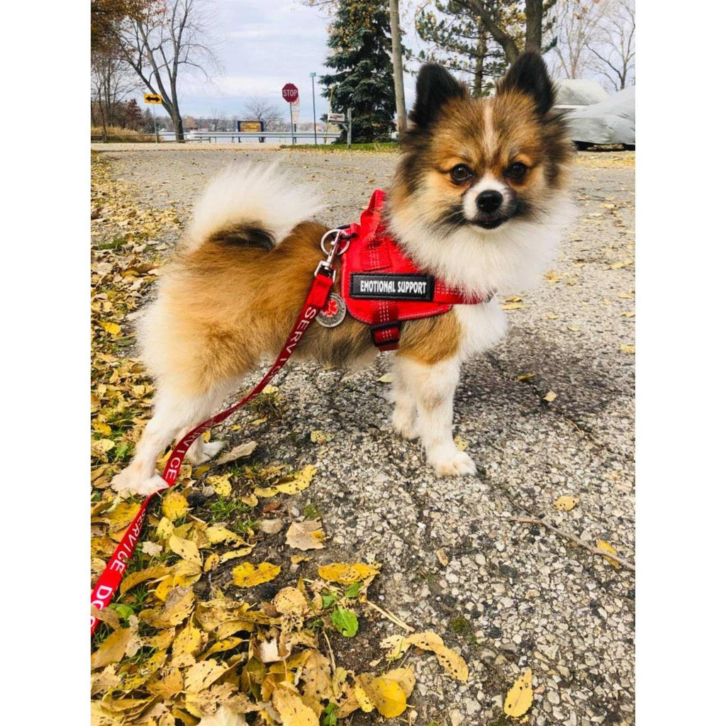 Reflective Breathable Adjustable No-Pull Dog Harness Q96516