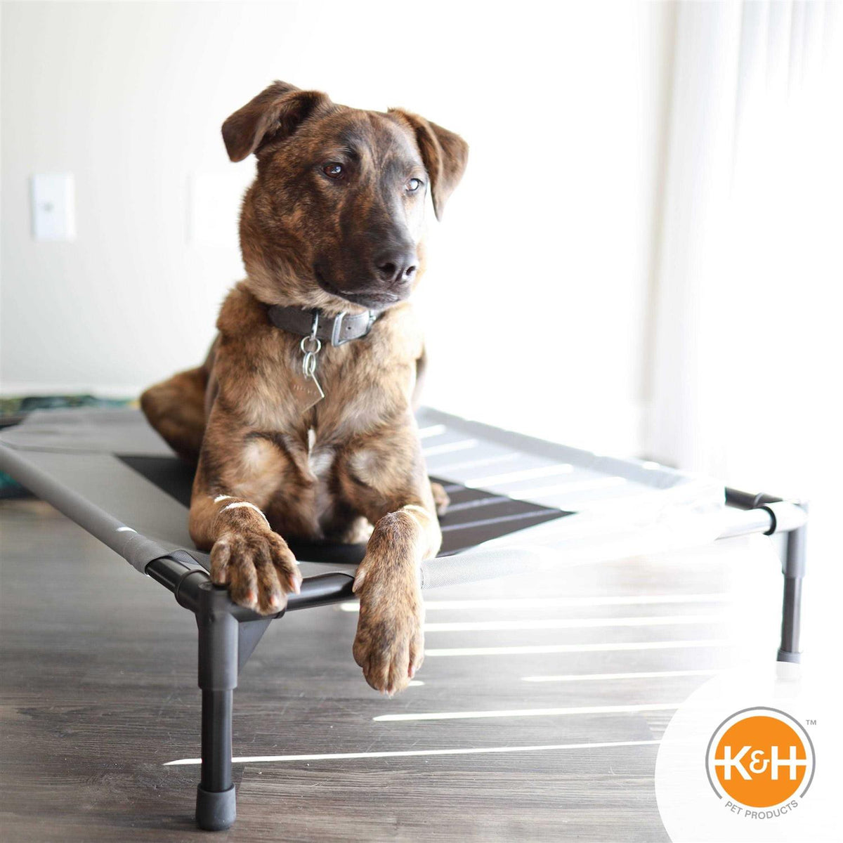 Elevated Pet Bed Y5484