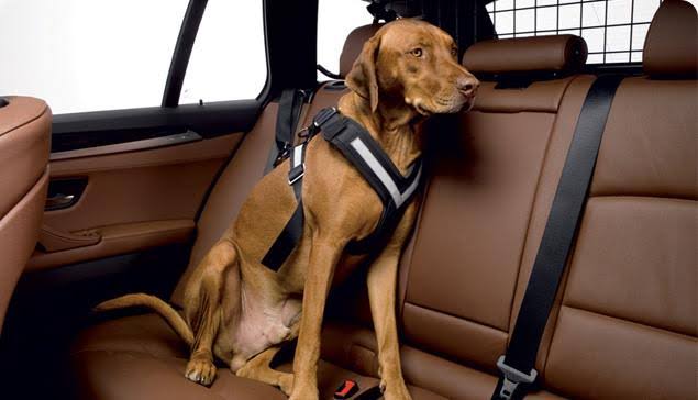 Large Harness E60609