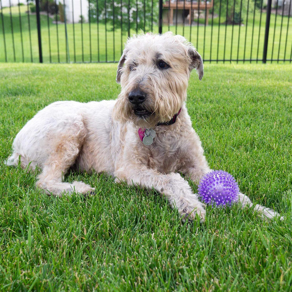 Squeaker Ball Dog Toy T677