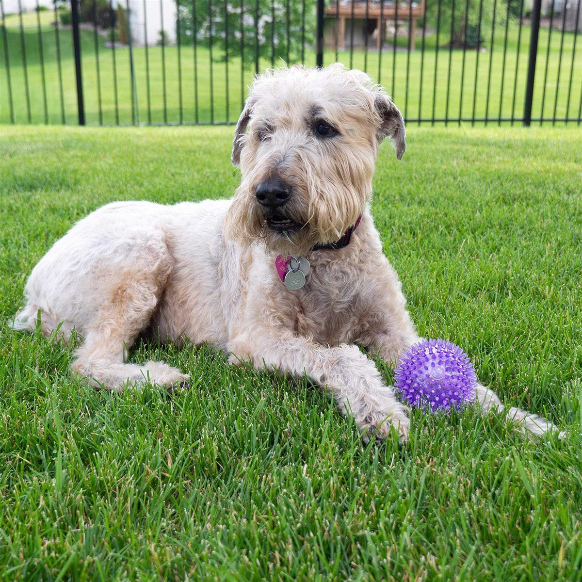 Squeaker Ball Dog Toy T677