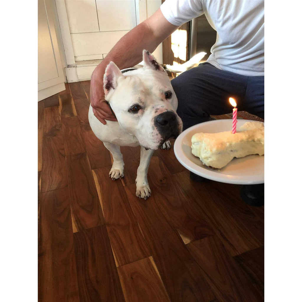 Birthday Cake Kit For Dogs S613