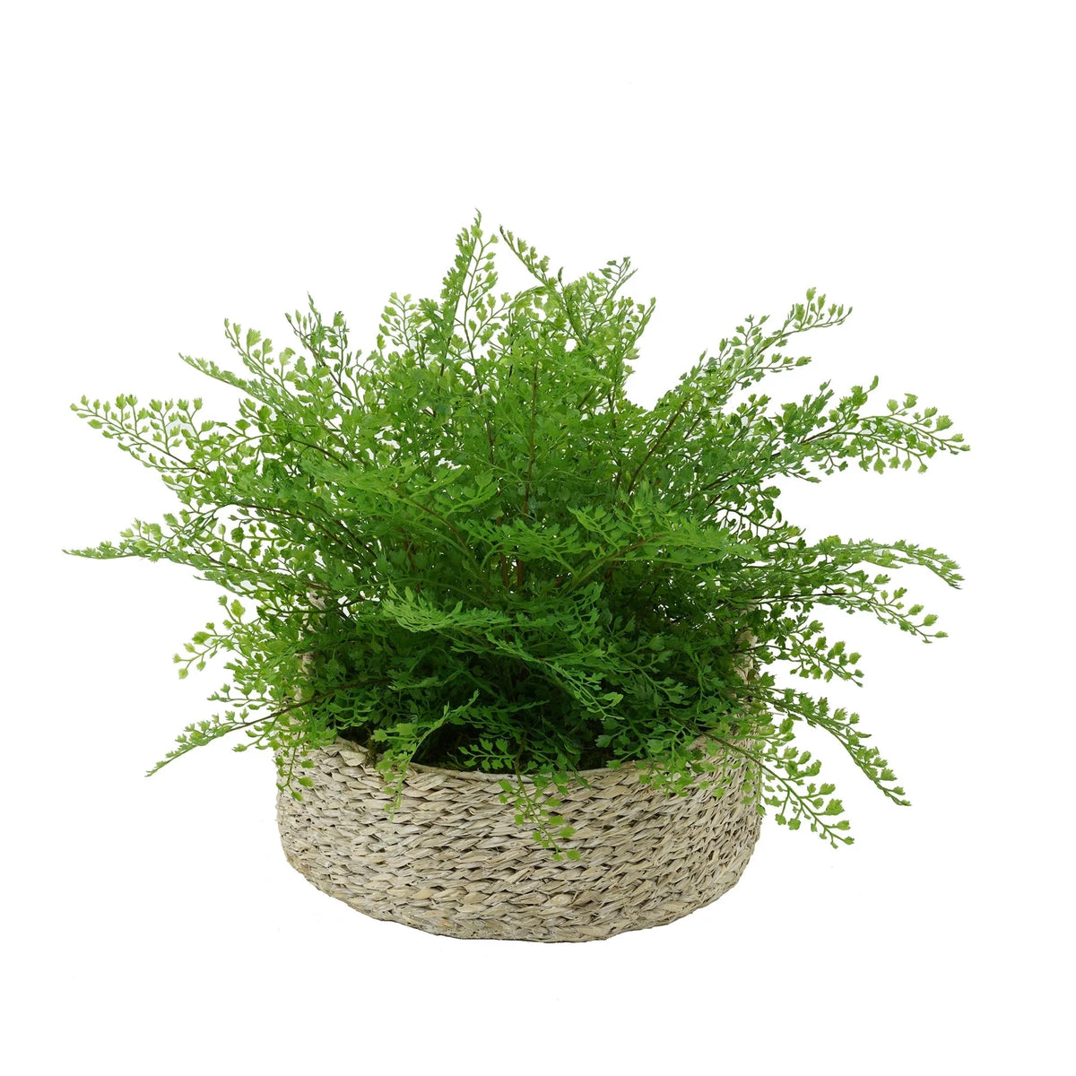 Faux Maidenhair Fern in Seagrass Tray Basket D310