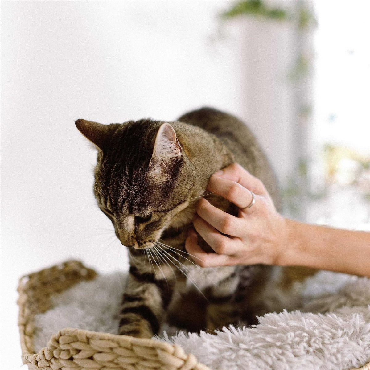Cat Tree V623