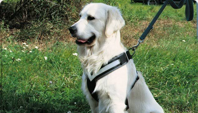 Large Harness E60609